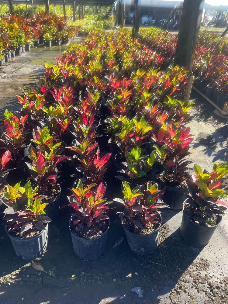 codiaeum-variegatum-mrs-iceton-croton