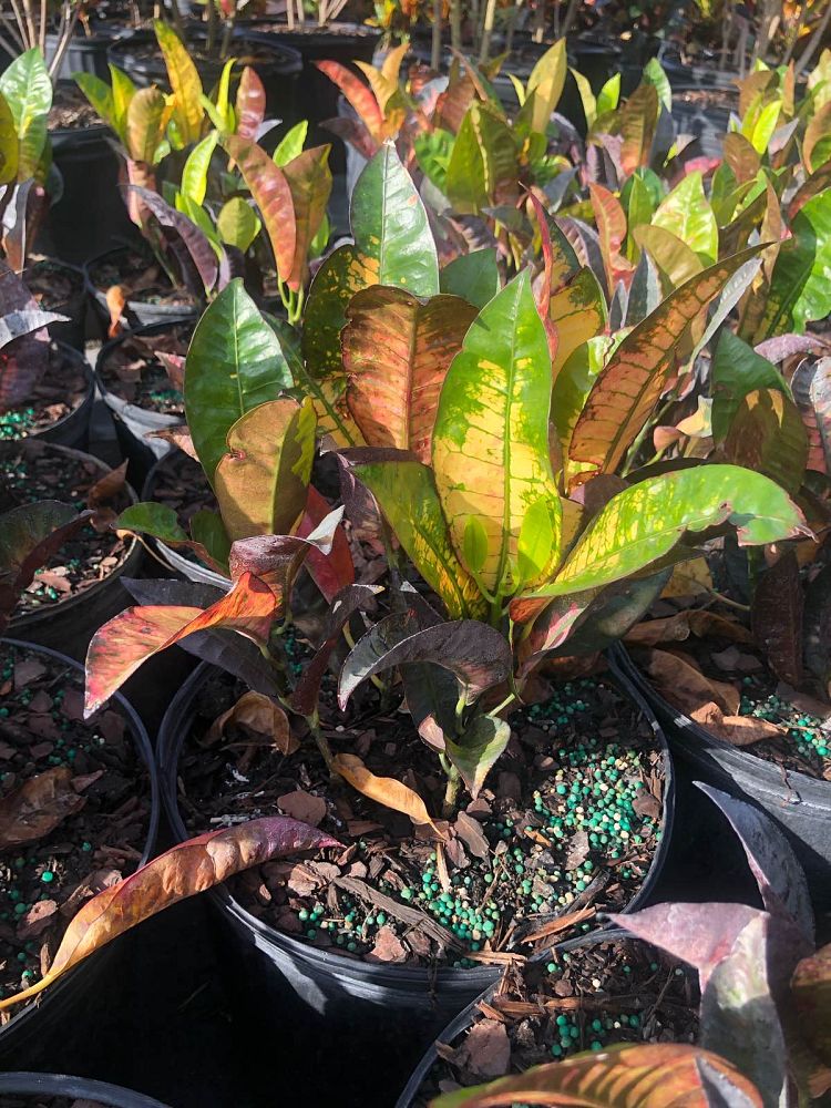 codiaeum-variegatum-mrs-iceton-croton