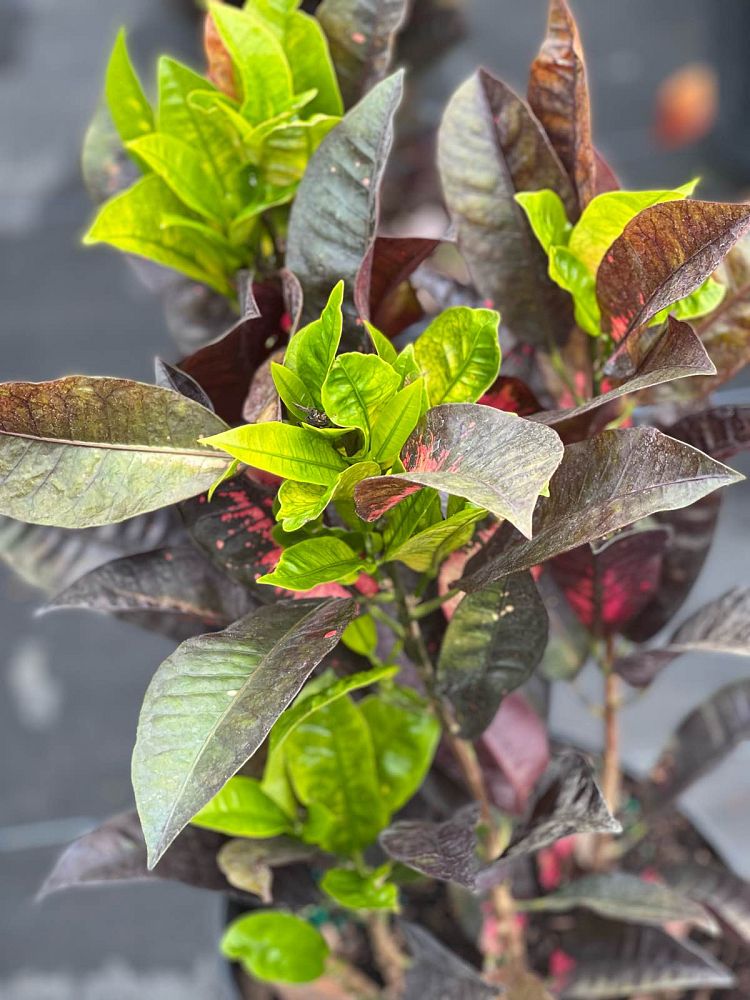 codiaeum-variegatum-mrs-iceton-croton