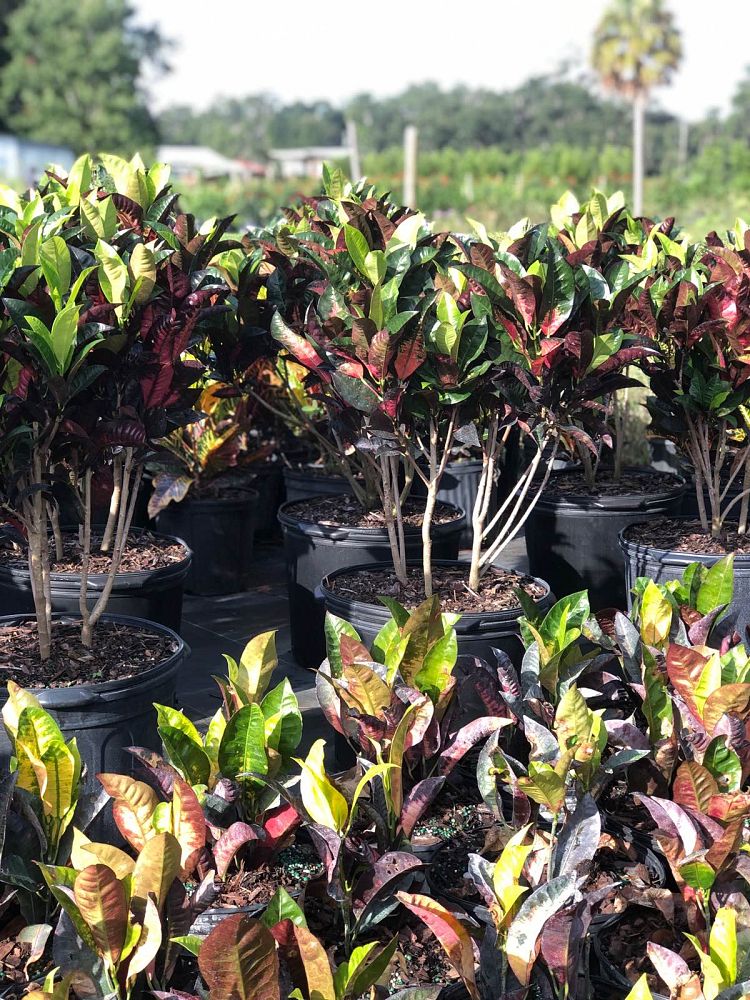 codiaeum-variegatum-mrs-iceton-croton