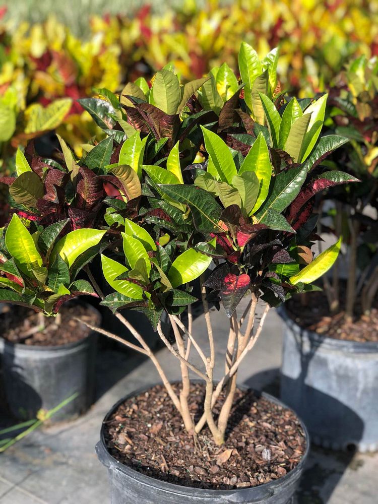 codiaeum-variegatum-mrs-iceton-croton