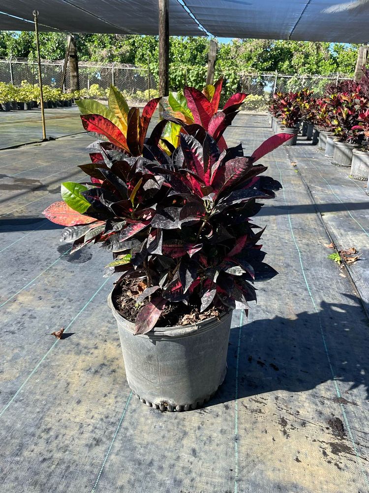 codiaeum-variegatum-mrs-iceton-croton