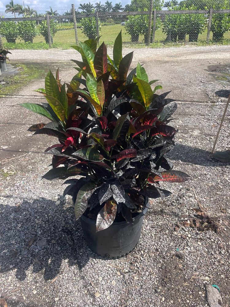codiaeum-variegatum-mrs-iceton-croton