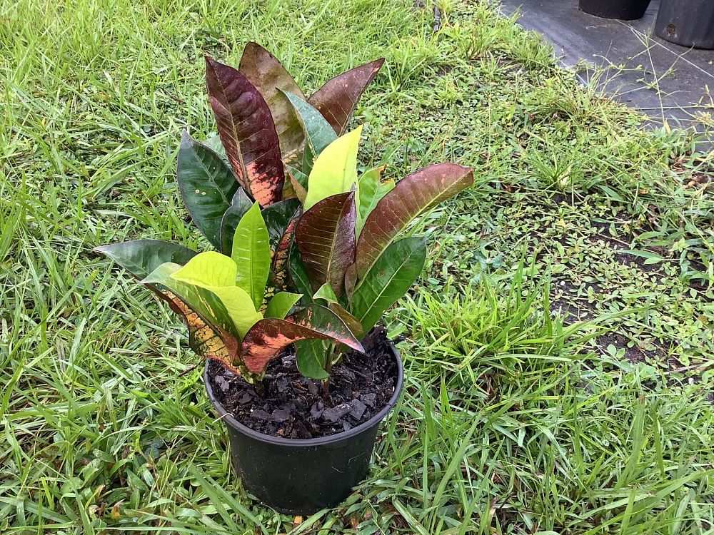 codiaeum-variegatum-mrs-iceton-croton