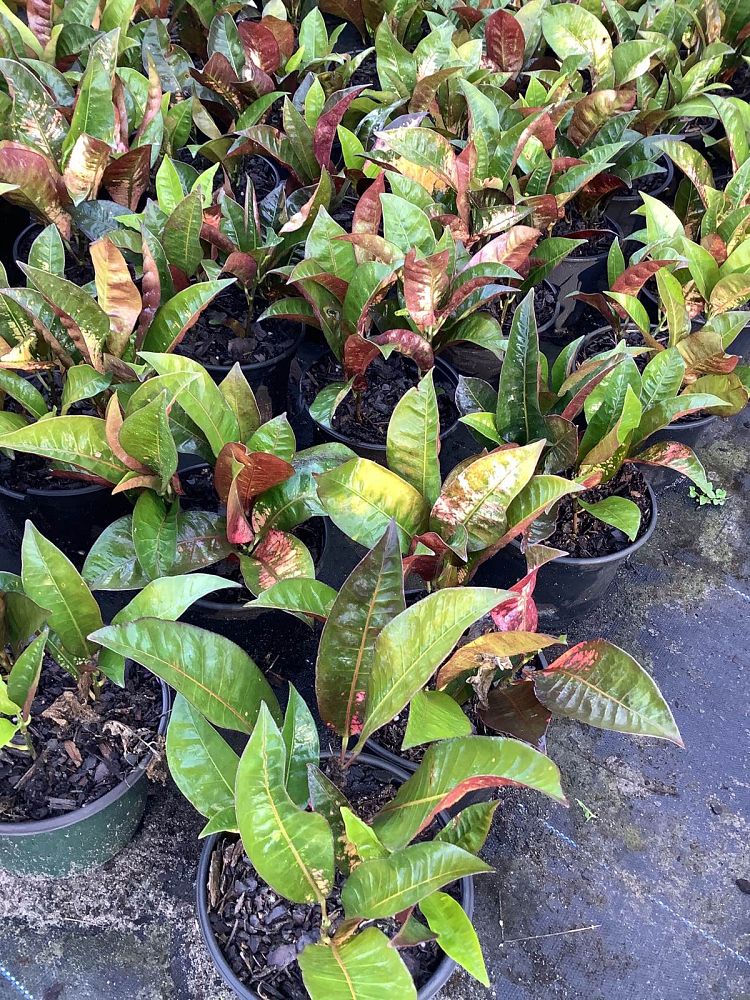 codiaeum-variegatum-mrs-iceton-croton