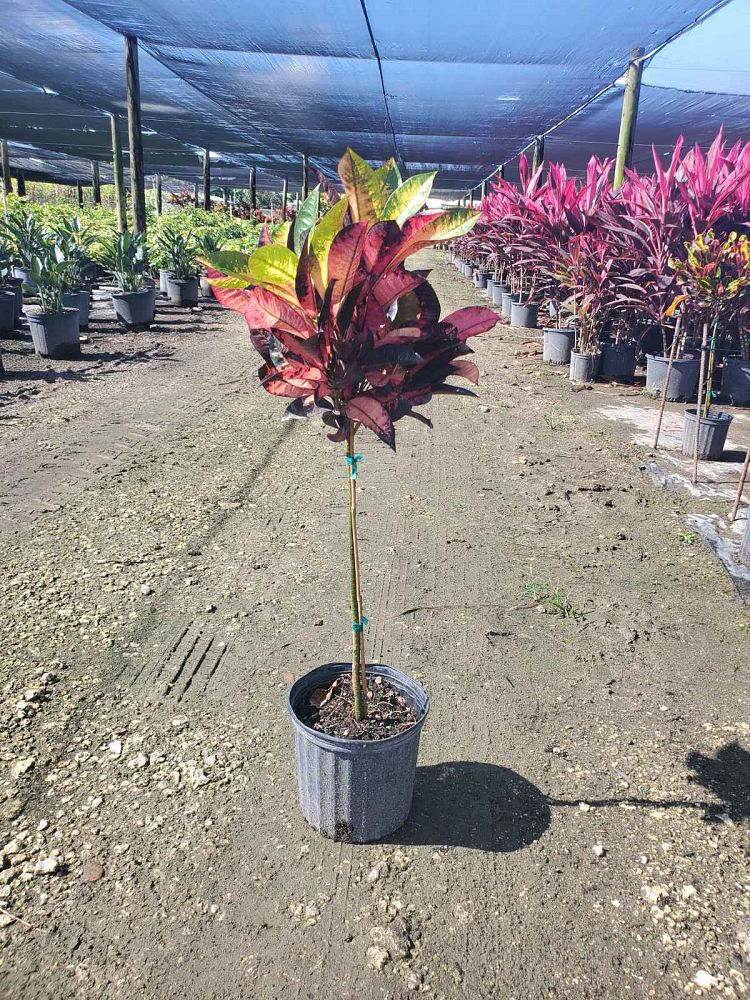 codiaeum-variegatum-mrs-iceton-croton