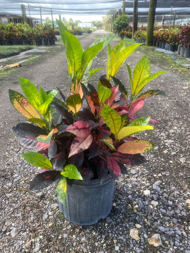 codiaeum-variegatum-mrs-iceton-croton