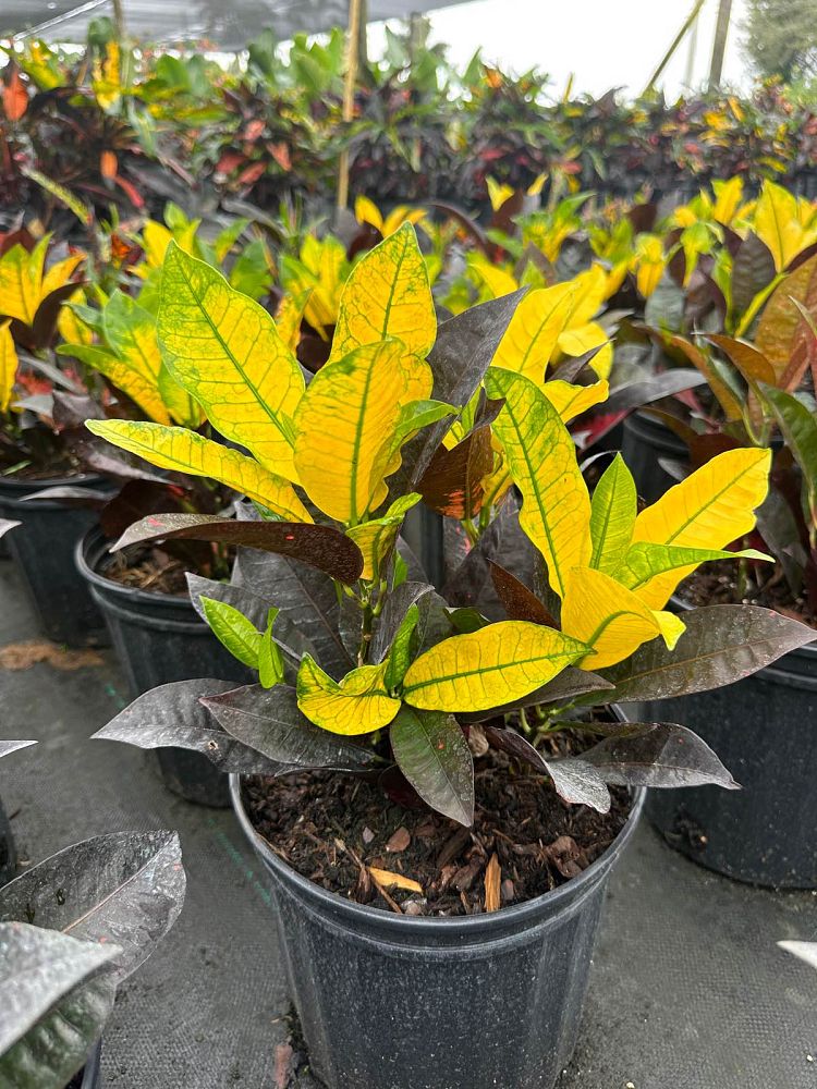 codiaeum-variegatum-mrs-iceton-croton