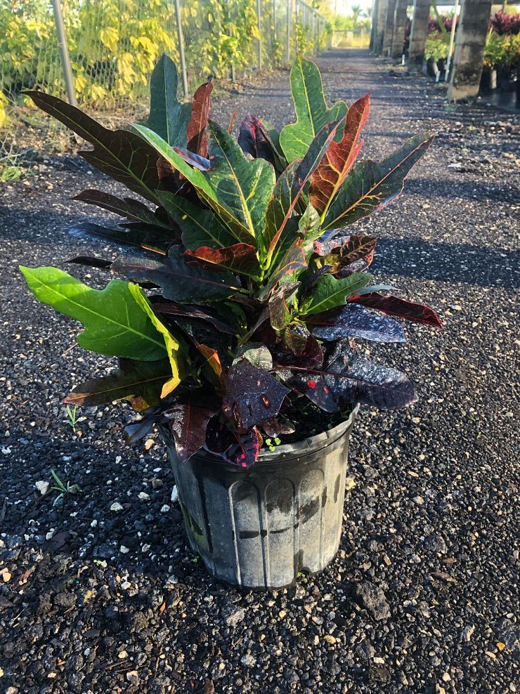 codiaeum-variegatum-oakleafe-croton