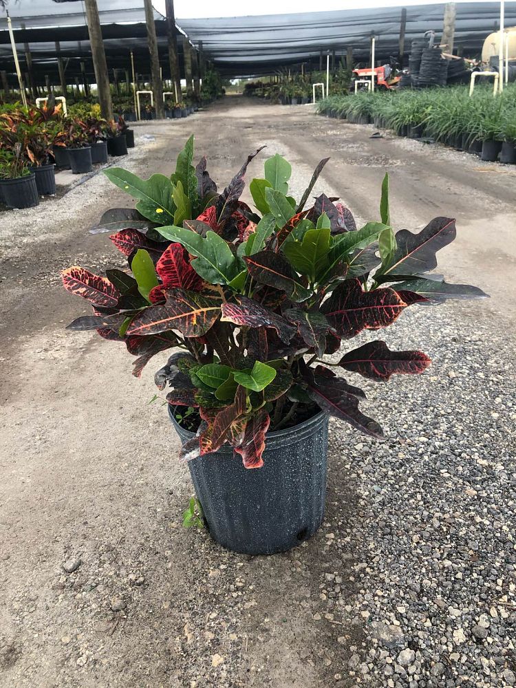 codiaeum-variegatum-oakleafe-croton