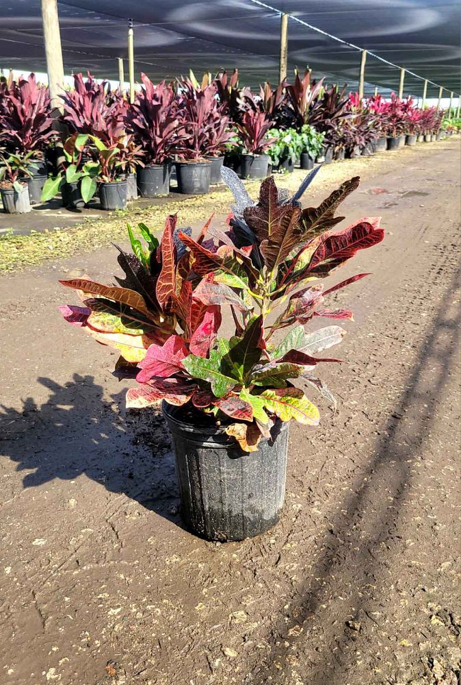 codiaeum-variegatum-oakleafe-croton