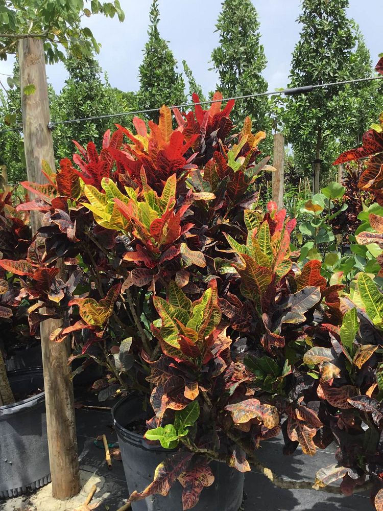 codiaeum-variegatum-oakleafe-croton