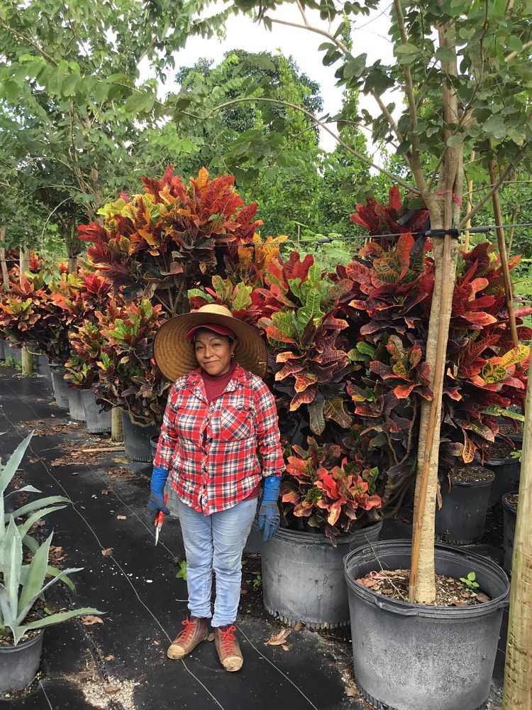 codiaeum-variegatum-oakleafe-croton