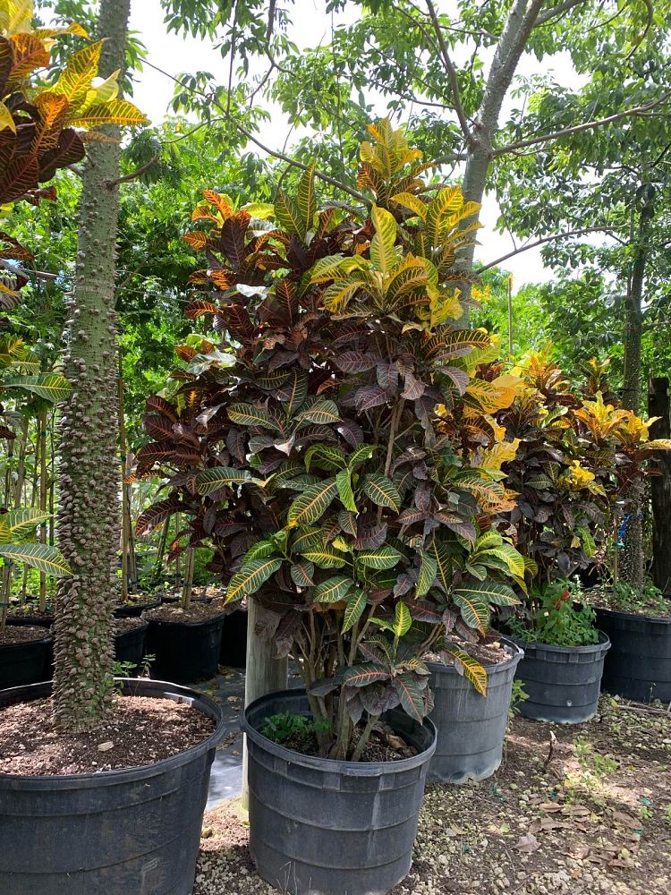codiaeum-variegatum-oakleafe-croton