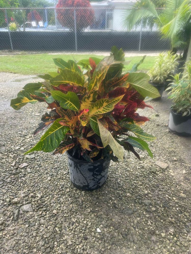 codiaeum-variegatum-oakleafe-croton