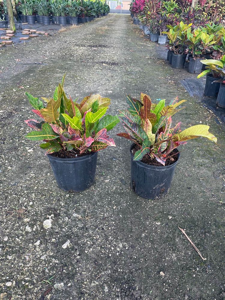 codiaeum-variegatum-oakleafe-croton