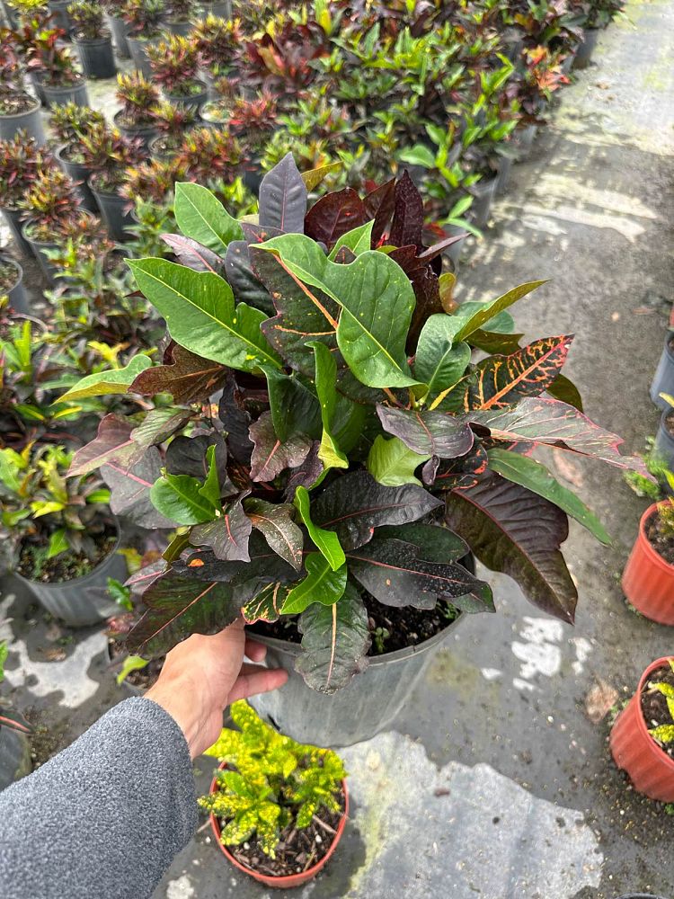 codiaeum-variegatum-oakleafe-croton