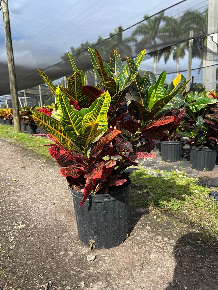 codiaeum-variegatum-oakleafe-croton