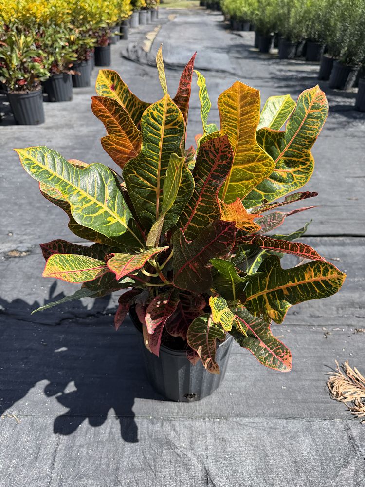 codiaeum-variegatum-oakleafe-croton