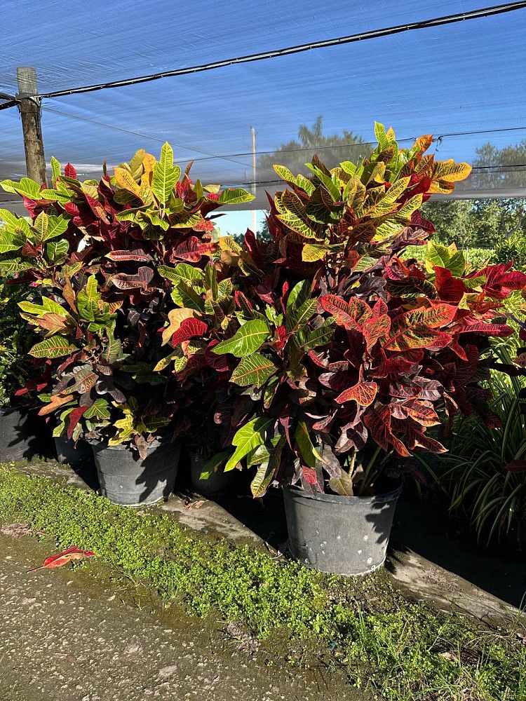 codiaeum-variegatum-oakleafe-croton
