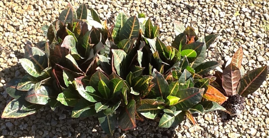 codiaeum-variegatum-petra-croton