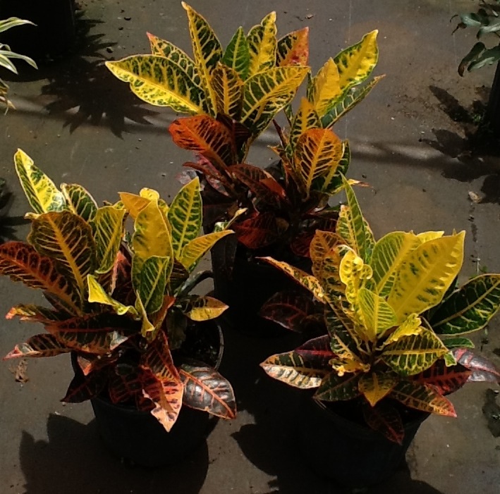 codiaeum-variegatum-petra-croton