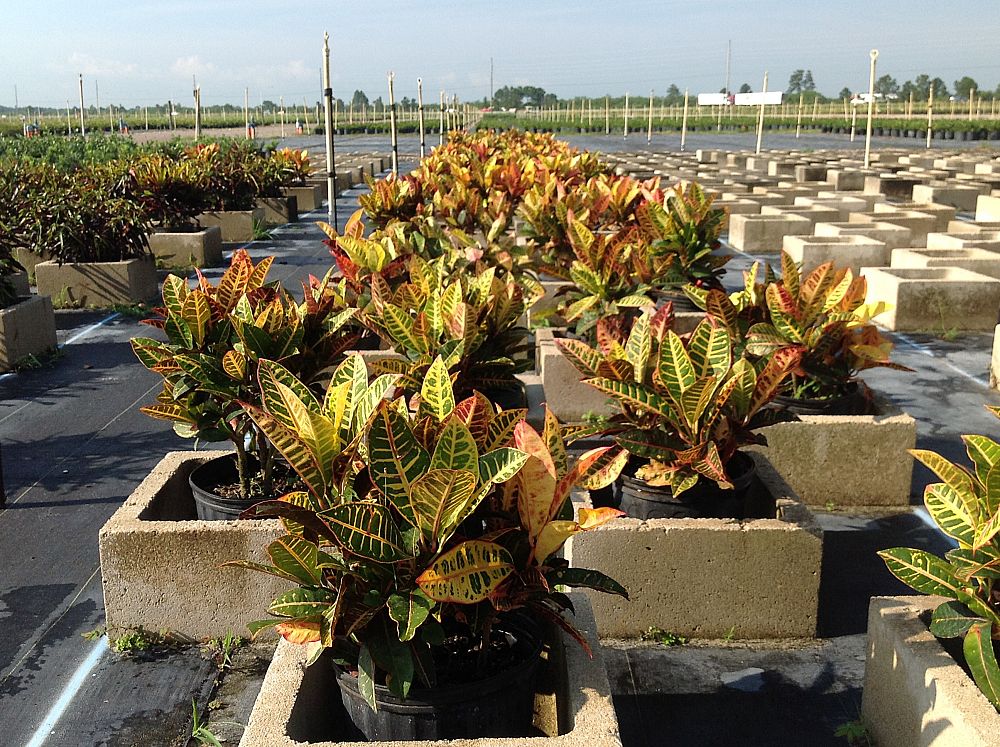 codiaeum-variegatum-petra-croton