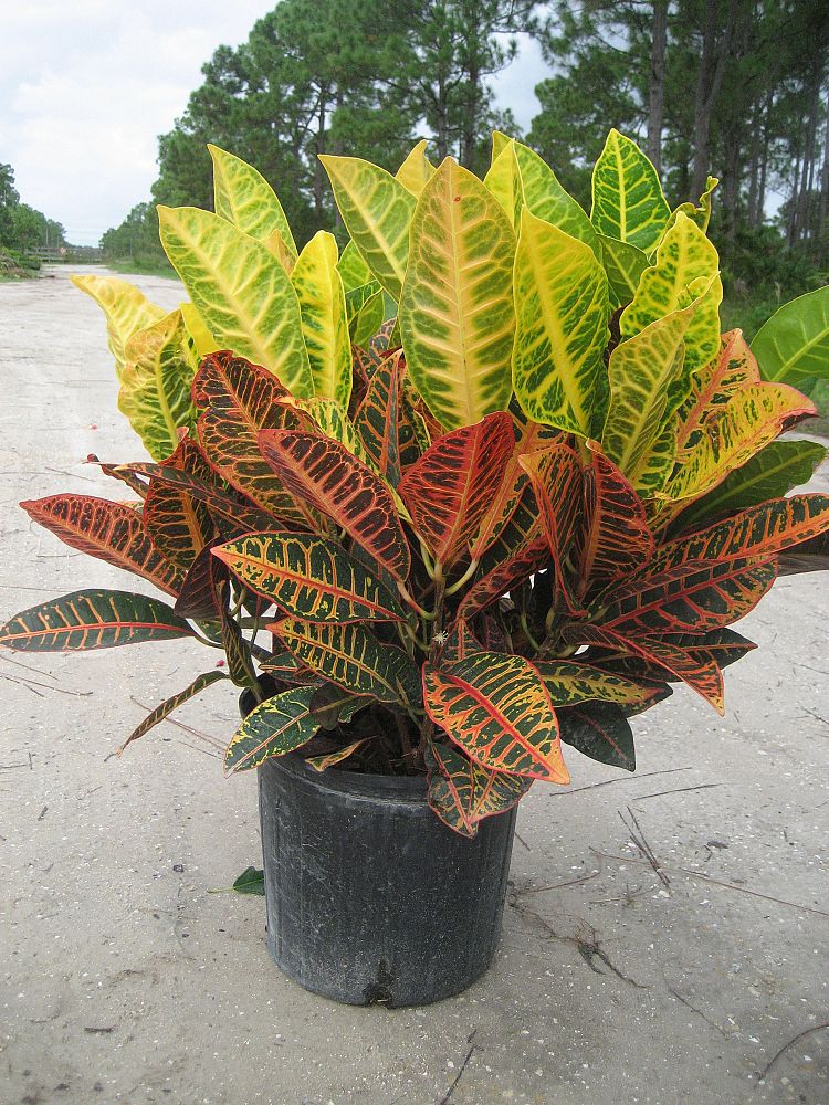 codiaeum-variegatum-petra-croton