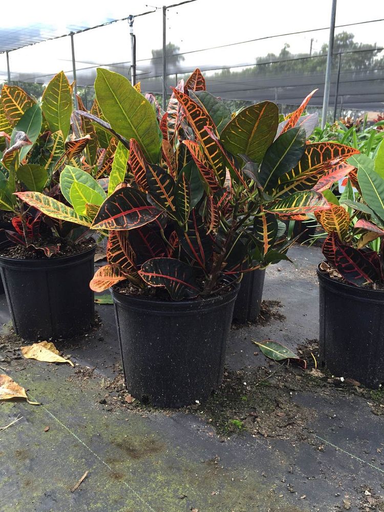 codiaeum-variegatum-petra-croton