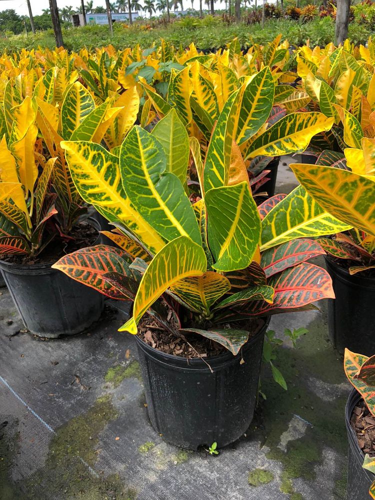codiaeum-variegatum-petra-croton