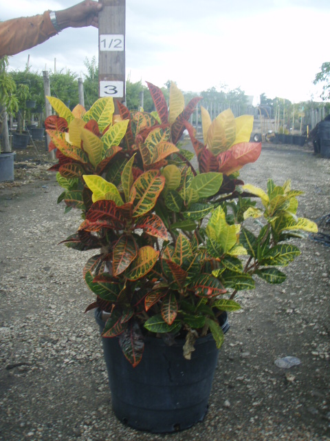 codiaeum-variegatum-petra-croton