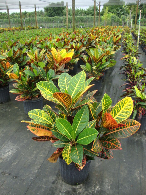 codiaeum-variegatum-petra-croton