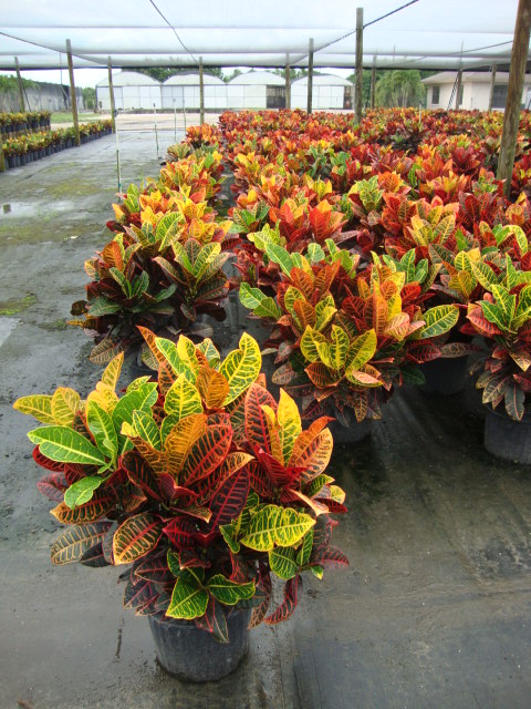 codiaeum-variegatum-petra-croton
