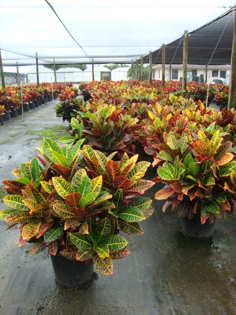 codiaeum-variegatum-petra-croton