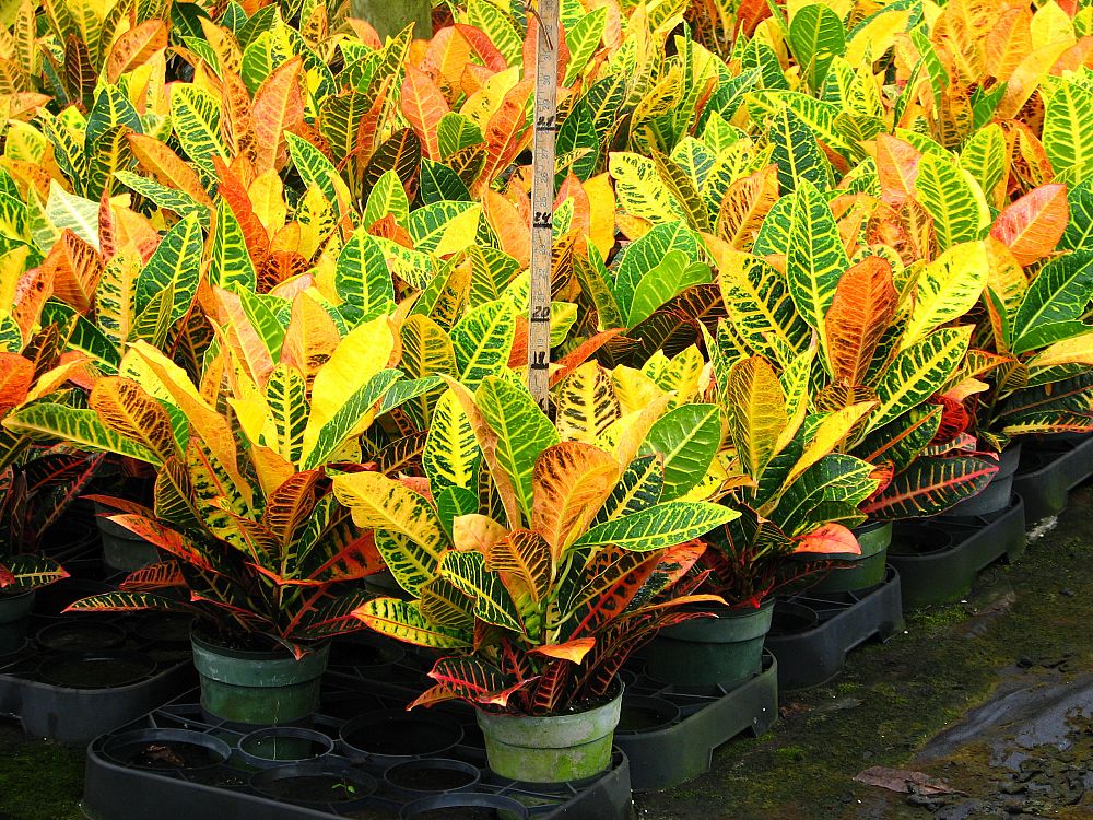 codiaeum-variegatum-petra-croton