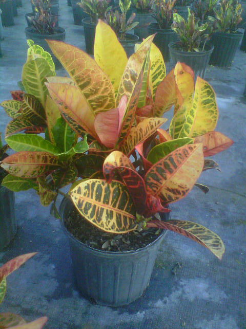 codiaeum-variegatum-petra-croton