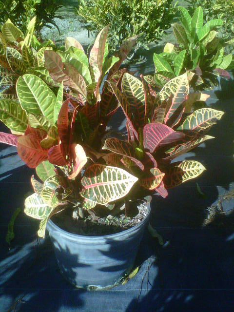 codiaeum-variegatum-petra-croton