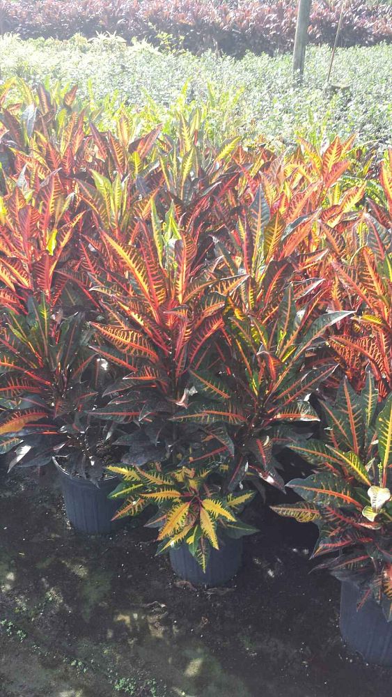 codiaeum-variegatum-petra-croton