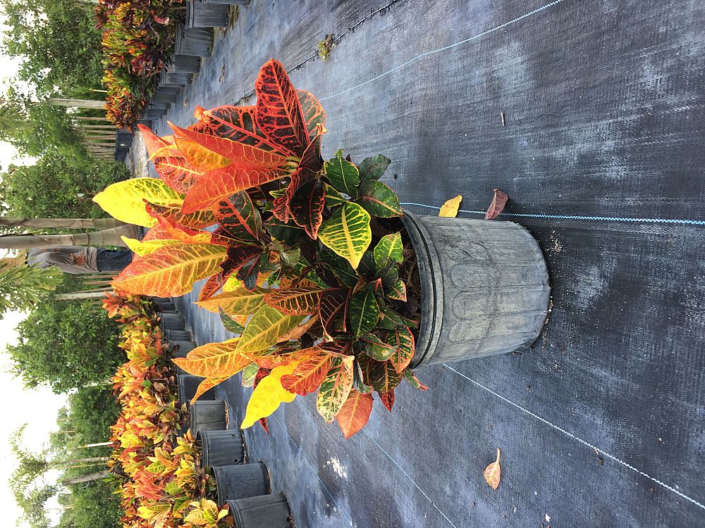 codiaeum-variegatum-petra-croton