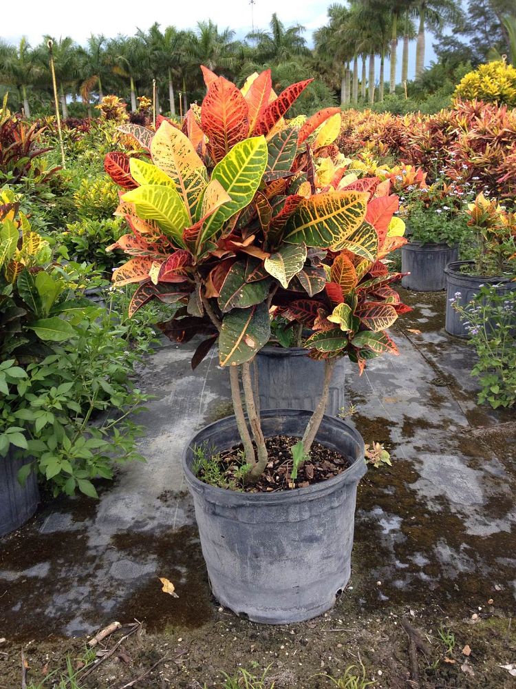 codiaeum-variegatum-petra-croton