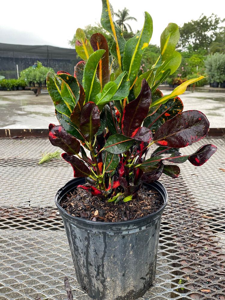 codiaeum-variegatum-petra-croton