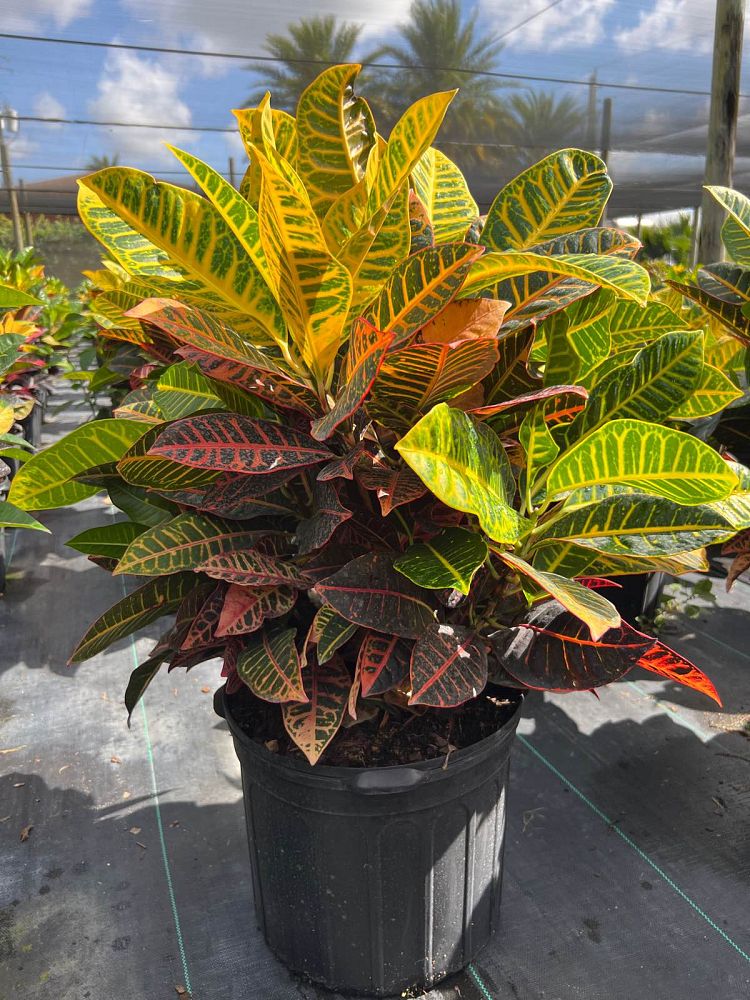 codiaeum-variegatum-petra-croton