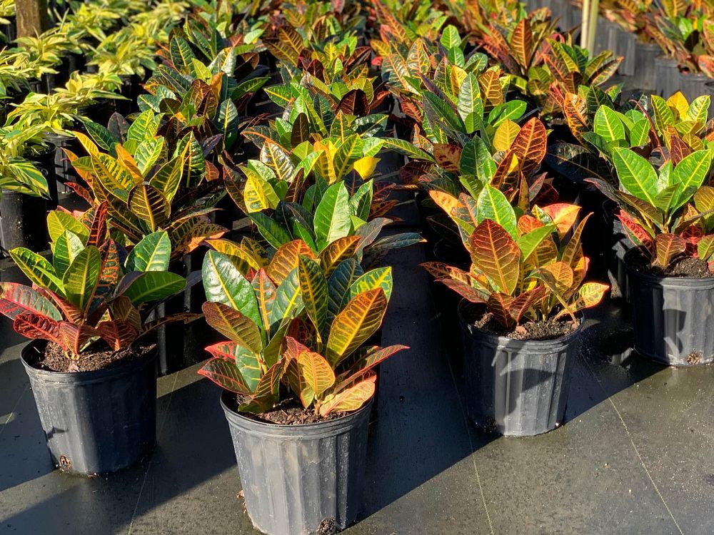 codiaeum-variegatum-petra-croton