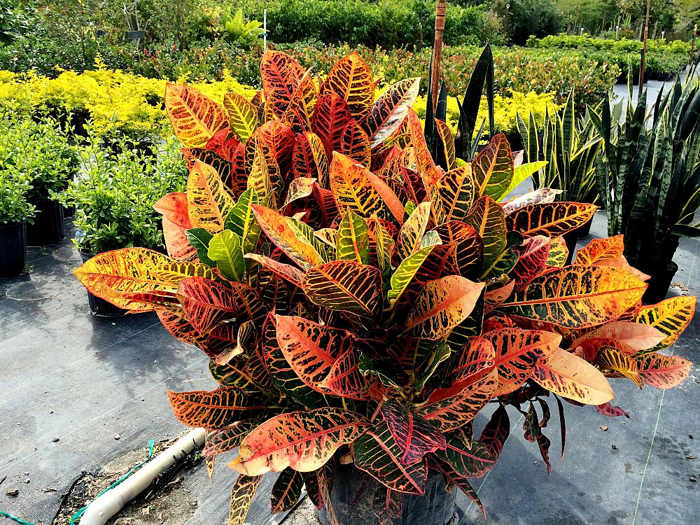 codiaeum-variegatum-petra-croton