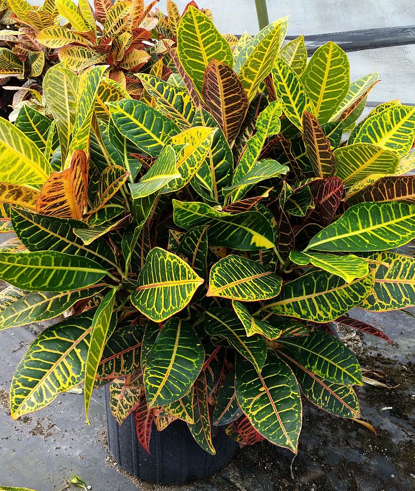 codiaeum-variegatum-petra-croton