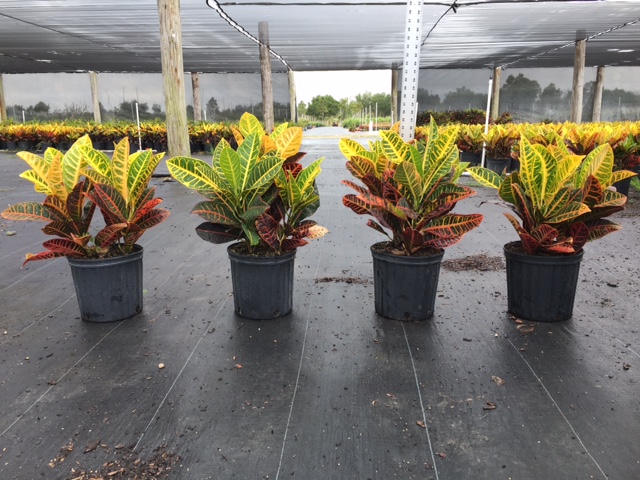 codiaeum-variegatum-petra-croton