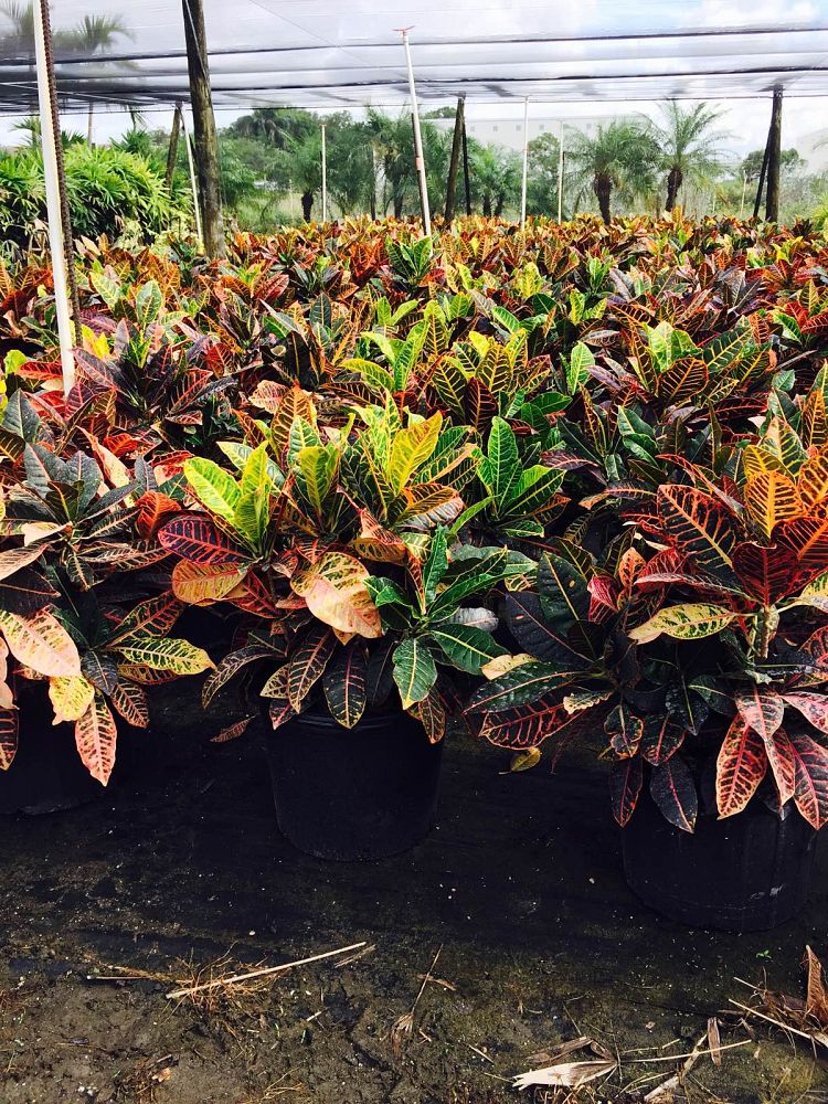 codiaeum-variegatum-petra-croton