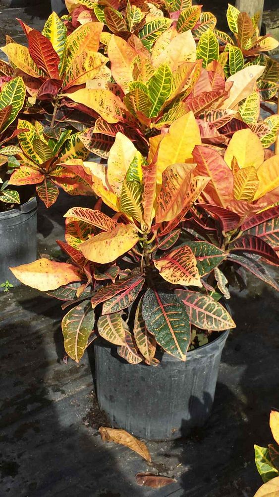codiaeum-variegatum-petra-croton