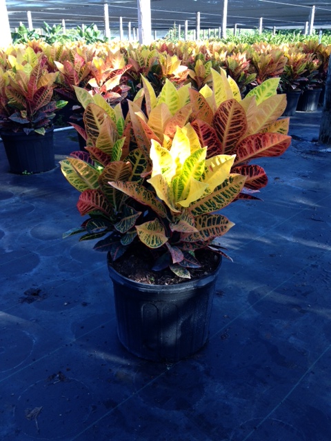 codiaeum-variegatum-petra-croton