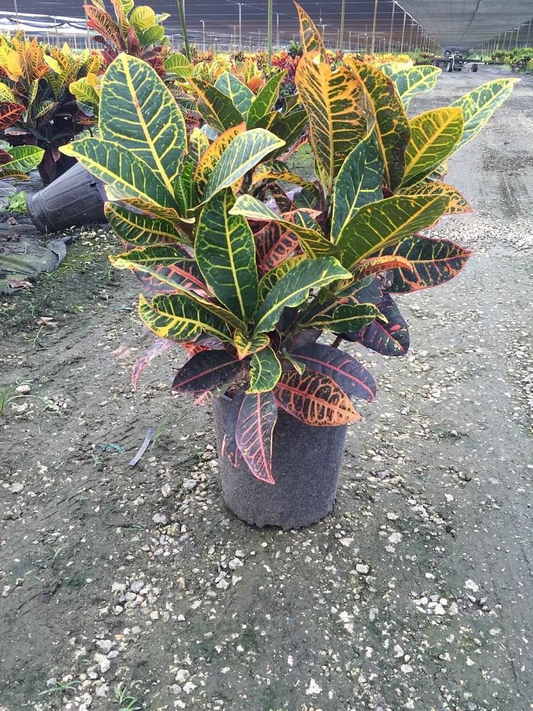 codiaeum-variegatum-petra-croton